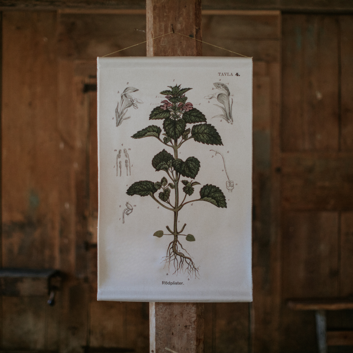 Purple Archangel Flower - Canvas Wall Hanging